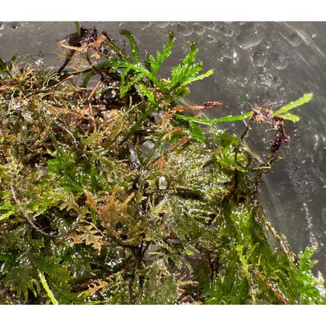 Thuidium sp. from Bogor West Java