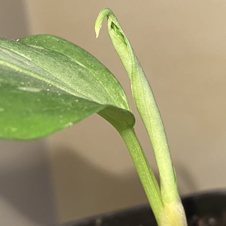 Aglaonema pictum A from Aceh sumatera [LA1115-03 i]