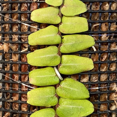 Marcgravia sp. from Ecuador