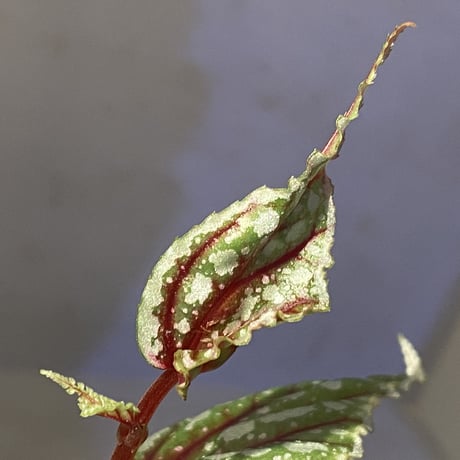 Begonia sp. from Sarikei [R1214-03a]
