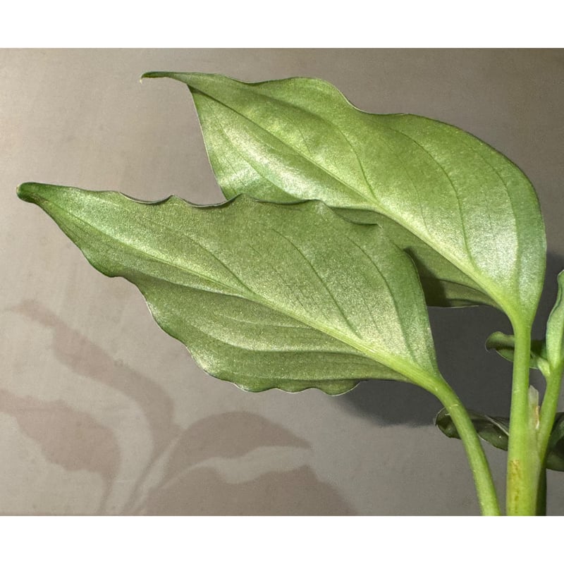 Aglaonema pictum GW1603 