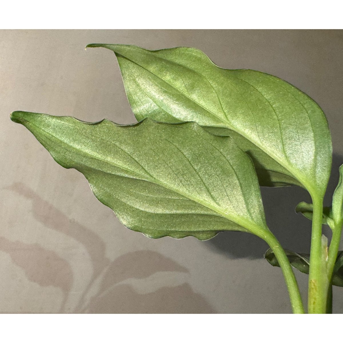 Aglaonema pictum GW1603 
