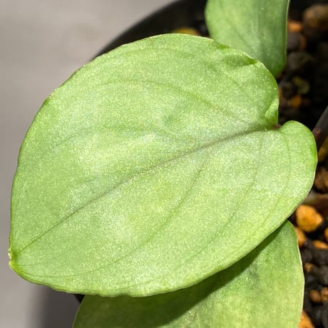 Homalomena sp. "Shirogane" SGR from Pulau Linga [HW1017-XX]