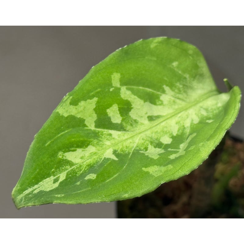 タグ付き2芽) Aglaonema pictum CW1507 モザイク from Suma
