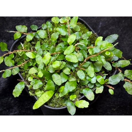 Microgramma heterophylla 伊藤蟻植物農園