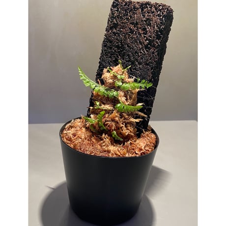 Teratophyllum aculeatum from Nanga pinoh [TB]