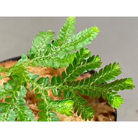Selaginella plana 伊藤蟻植物農園