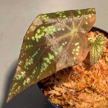Begonia variabilis from Dabong [TK150717]