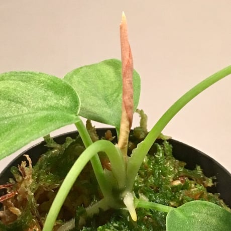 Homalomena sp. Diamond dust from Malay Peninsula [KN]