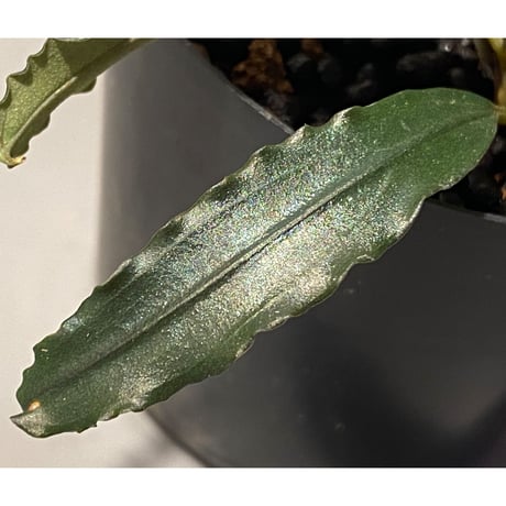 Bucephalandra sp. "Black Sword Kadri"