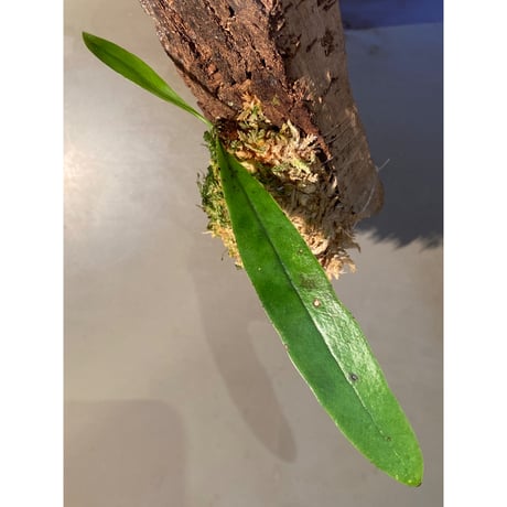 Asplenium sp. from Sangkhlaburi Kanchanaburi Thailand ②