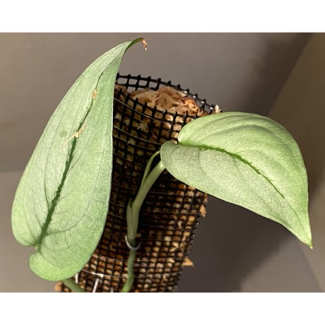 Scindapsus sp. from Borneo