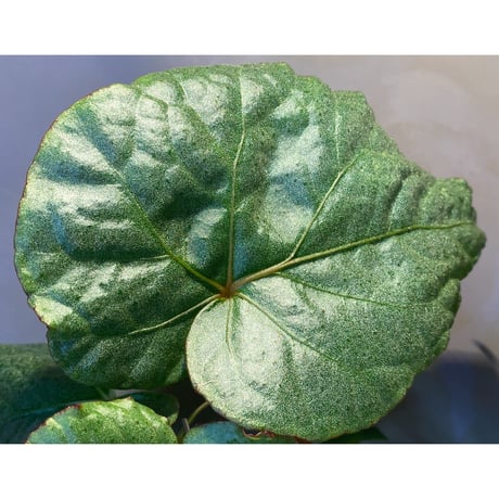 (大株) Begonia sp. from Na Hang ベトナム北部産 [TK]