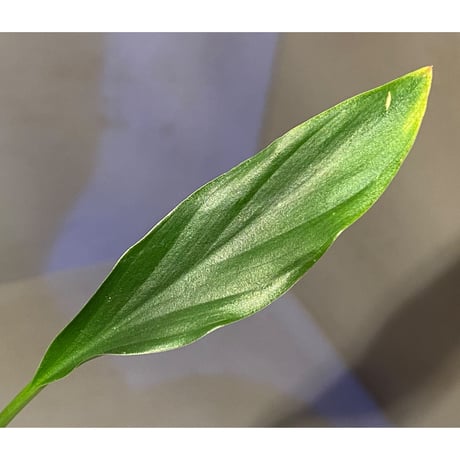 Homalomena sp. from Sekadau Selatan
