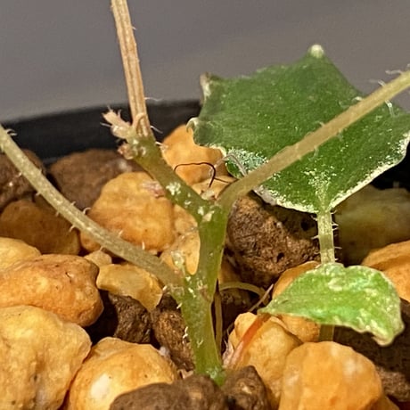 Begonia prismatocarpa "Variegata" ①