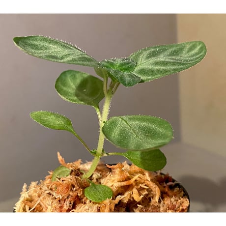 Gymnostachyum sp. f1 from Sumatera barat [LA0414-01]