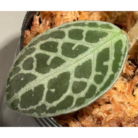 キツネノマゴ科の一種 from Lasi [R1214-02a]