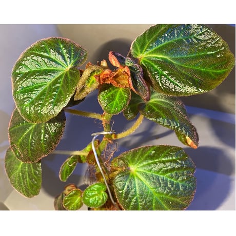 (大株) Begonia sp. from Manaus