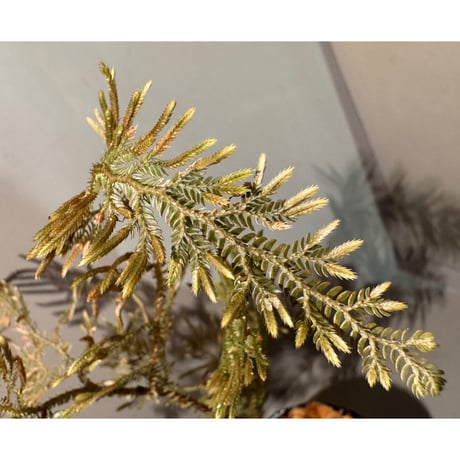 Selaginella sp. from Landak West Kalimantan