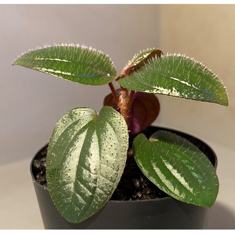Phyllagathis rotundifolia [STRINGE PLANTS] | M・
