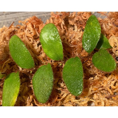 Pyrrosia nummularifolia from Santa Fe Luzon Philippines [KSB]