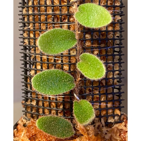 Pyrrosia nummularifolia from Santa Fe Luzon Philippines [KSB]