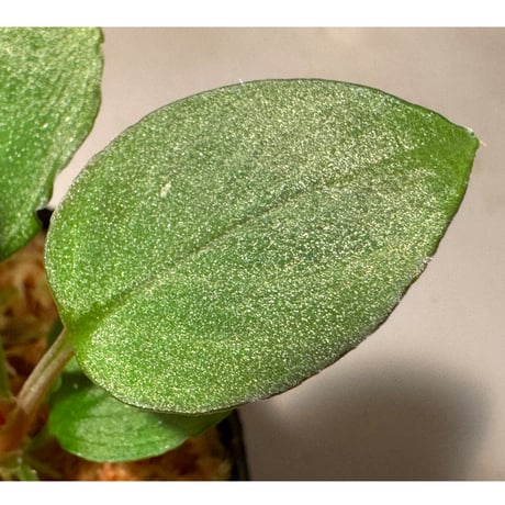 Homalomena sp. from Solok sumatera [LA0616-03]