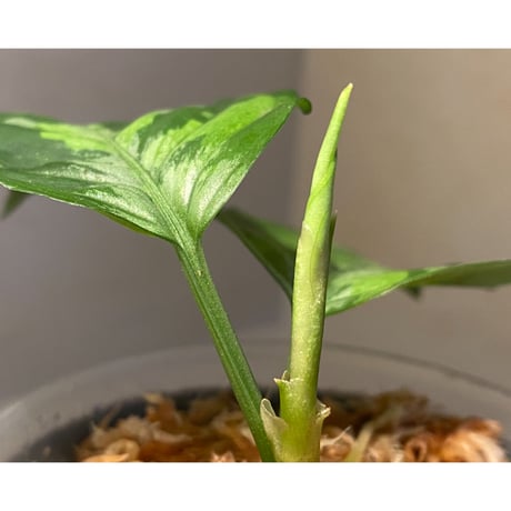 Aglaonema pictum "Blue Nias" from Pulau Nias [AZ0912-3.5]