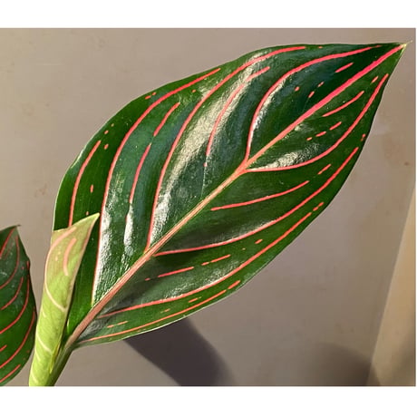 Aglaonema rotundum tiger