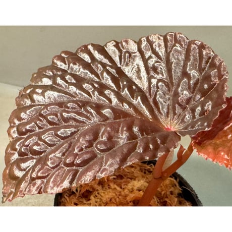 Begonia sp. from North Sumatera