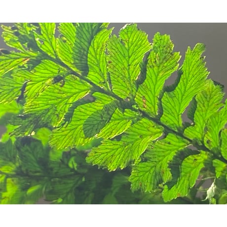 (大株) Cephalomanes sp. from Trat Thailand ①