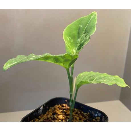Aglaonema pictum CW1507 モザイク from Sumatera barat [TB]