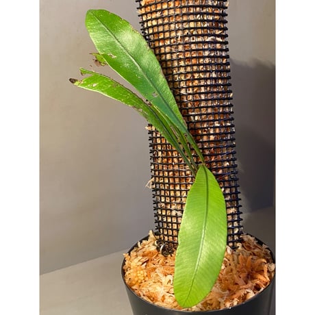 Lomariopsis sp. from Trat Thailand ④