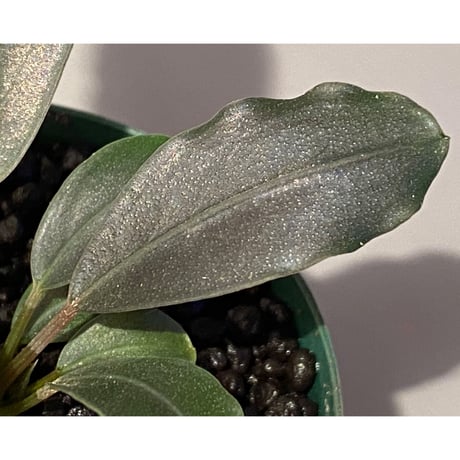 Bucephalandra sp. "Flamingo"