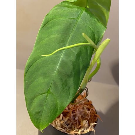 Philodendron sharoniae