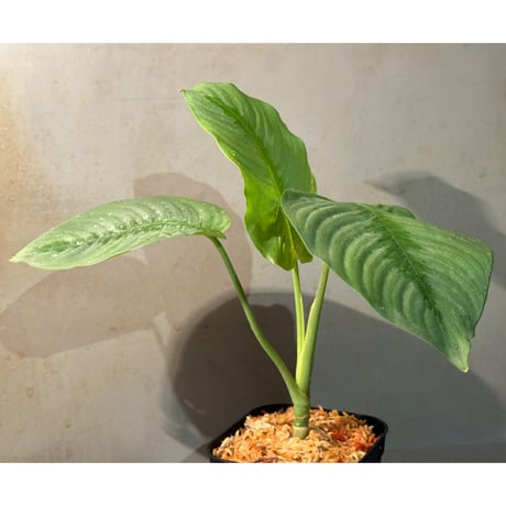 Bau hendrikii ( 旧 Schismatoglottis hendrikii) from Sekadau West Kalimantan ①