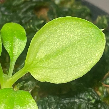 Homalomena sp. "Kayu Lapis" White Kal-barat [TB]
