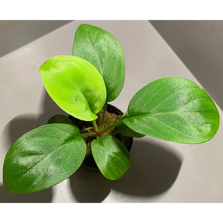 Homalomena  sp. from Sekadau