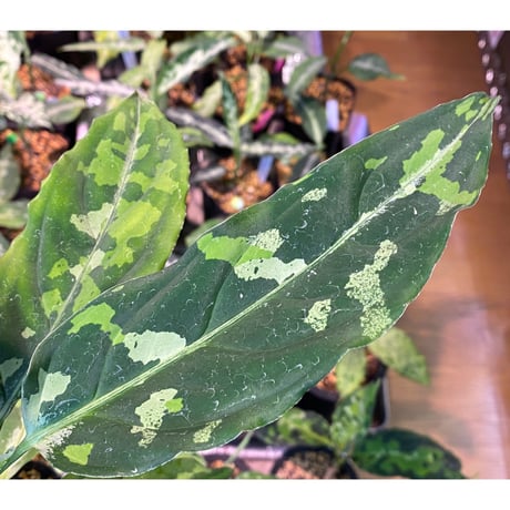 Aglaonema pictum [TK-ZP0715-68]
