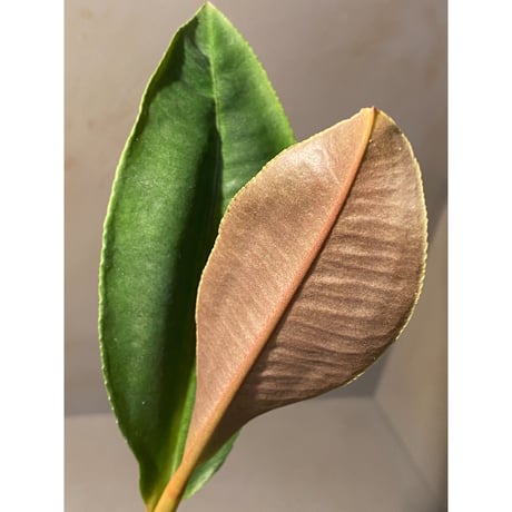 (大株) Ardisia sp. from Aceh Selatan [HW0816-03]