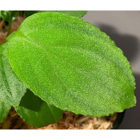 Homalomena sp. "Minimum" from Padan Utara [AZ0512-04]