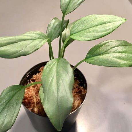 Homalomena sp. "Silver Bullet Green" from P.Linga [AZ1017-1]