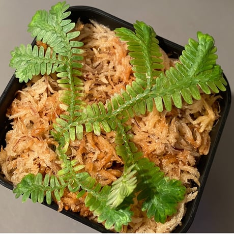 Selaginella sp. バリエガータ from "Nanga pinoh" [TB]