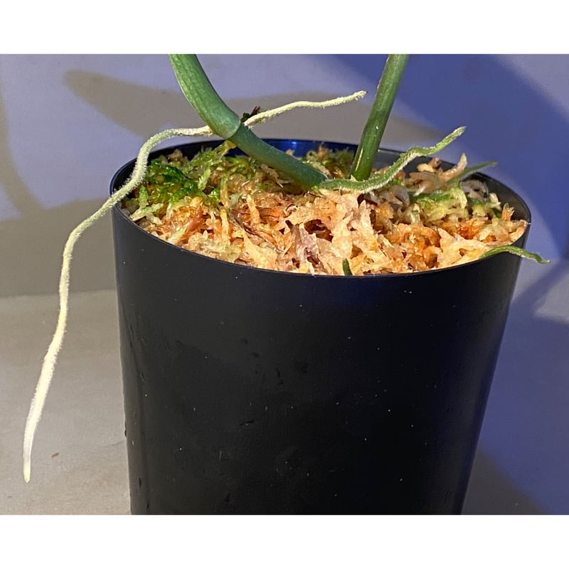 Scindapsus pictus Scindapsus pictus