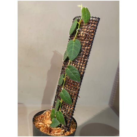 Ficus sp. from Selangor