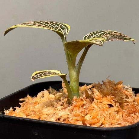 Ludisia discolor Variegata '黄桜-Kizakura-' [GK20-006]
