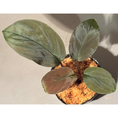 Homalomena sp. from Sarawak Borneo [KSB]
