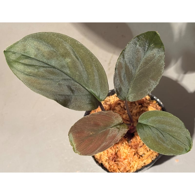 Homalomena sp. aff Insignis“Sarawak”[TB] Homalomena sp. from Sarawak | M・R・G・R