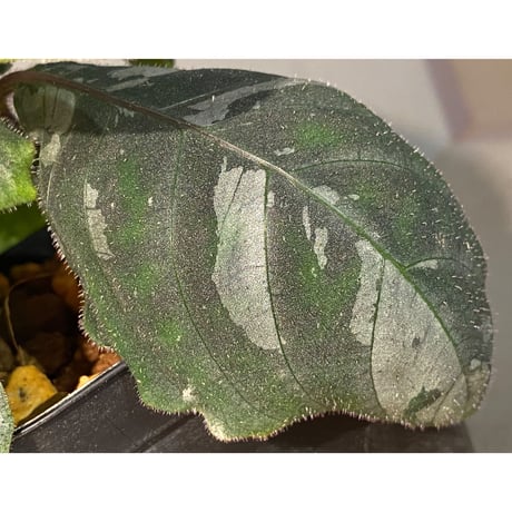 Gymnostachyum sp. from Tigalingga [HW0219-02]