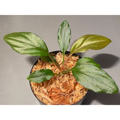 Homalomena sp. from Solok sumatera [LA0315-2]